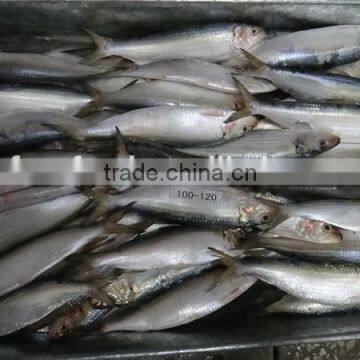 fish canned of frozen sardine