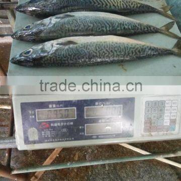 Frozen W/R Seafood Pacific Mackerel Fresh High-quality Pacific Mackerel photo-2