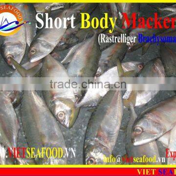 FROZEN SHORT BODY MACKEREL WHOLE ROUND photo-4