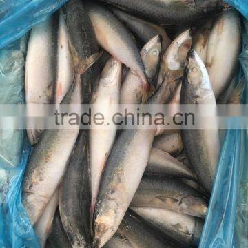 2016 New Caught Frozen Pacific Mackerel