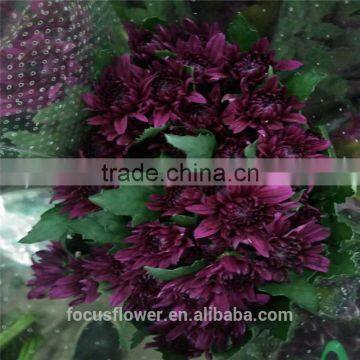 A Grade Different Varieties Of Small Sprayed Chrysanthemum For Sale photo-4