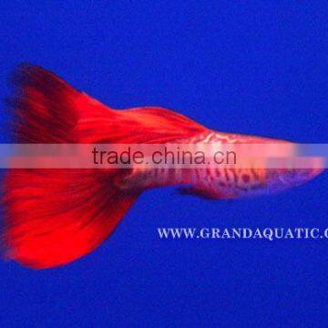 Guppy Fish / Ornamental Fish Exporter photo-6