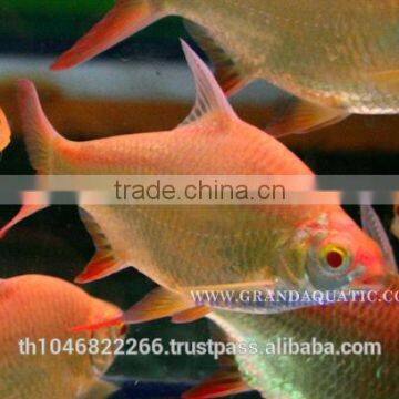 Albino Red Tail Tinfoil Barb Fish / Thailand Tropical Fish Exporter photo-3