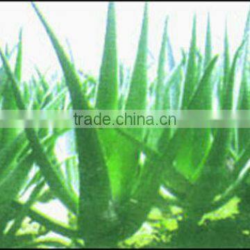 1.5D *38mm new material Functional Aloe fiber