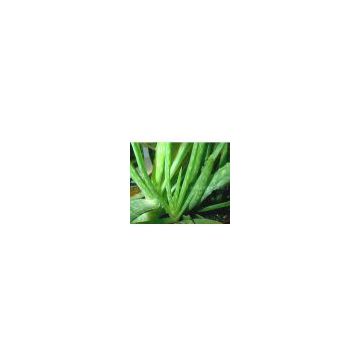 sell Aloe Vera Extract