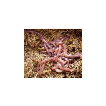 ORGANIC FERTILIZER - EARTHWORM - VERMICOMPOST (MANURE) 2016 (Jolie Whatsapp Viber 84 98 358 7558)