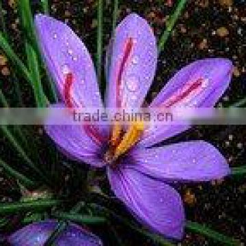 compound spring crocus massage oil