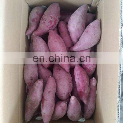 High Quality Purple Fresh Sweet Potato From Vietnam photo-3