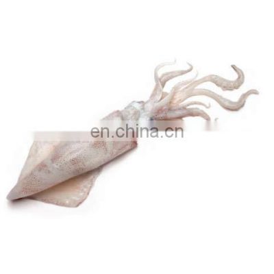 whole round loligo squid frozen loligo squid IVP IWP