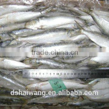 Frozen sardines 50 - 70 pcs / 10kg from China