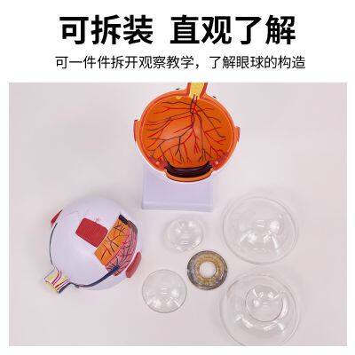 High Quality Human Eye Model Human Eye Demonstration Teaching Prop Cataract Anatomy Medical Teaching Model photo-3