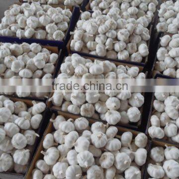 jinxiang vegetable garlic for selling,bulk garlic, chinese garlic