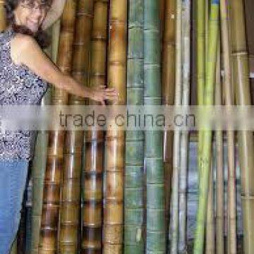 Raw pole bamboo for construction and building materials