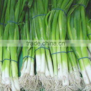 Spring Onion