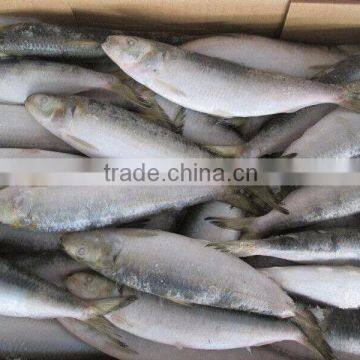 8-10pcs/kg Frozen W/R Sardine for Canning