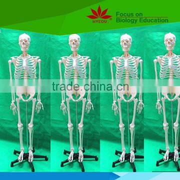 Life size human male skeleton model with the spinal nerves