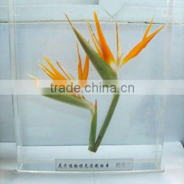 Ornamental Strelitziaceae specimen for biology teaching and display