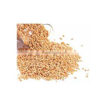 Wheat Machine photo-4