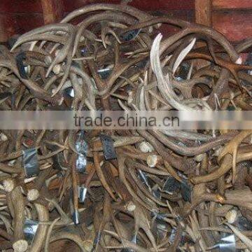 Red Deer Antlers and Horns