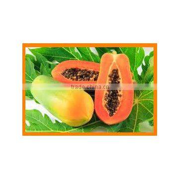 PAPAYA FRUIT POWDER FOR AYURVEDIC REMEDY photo-4