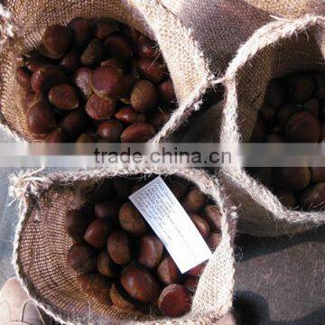 Bigbig Sweetsweet China Chestnut photo-5