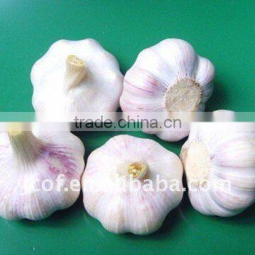 Normal White Garlic