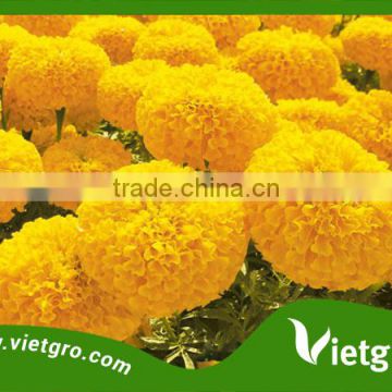 High Yield F1 Hybrid Marigold Seeds VGMG 300.02