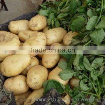 potato in 10kg cartons