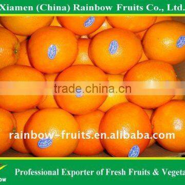 Chinese Fresh Navel Orange for sell