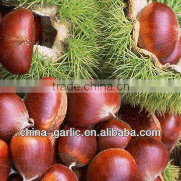 China Best Chestnut in low price - best quality, new crop