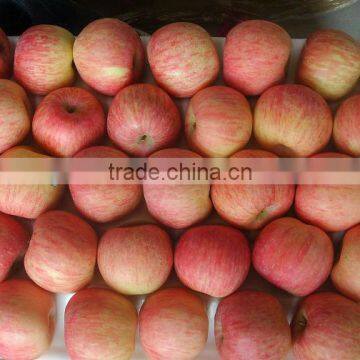 Fresh Fuji Apple Fruit for hot sale