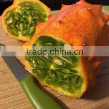 Kewana Seeds Jelly Melon Seeds The Horned Melon For Growing photo-2
