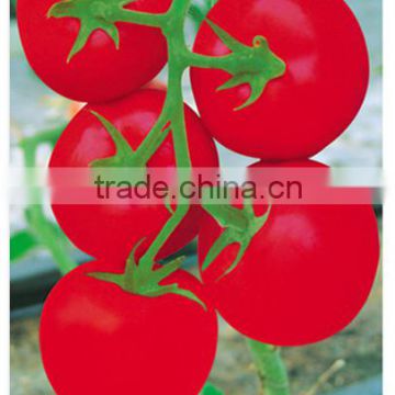 Hybrid seeds tomato vegetable seeds tomato seeds-Sky Fortune 569