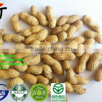 ROASTED PEANUT IN SHELL 9/11 NATURE FLAVOR photo-6