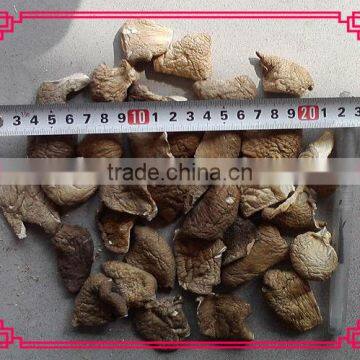 Dried cutted 2-3cm pleurotus ostreatus