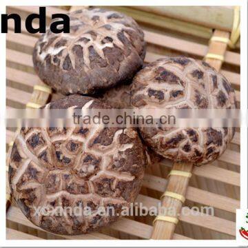 2015 best export quality shiitake mushroom ,Tea flower mushroom free sample