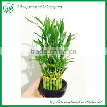 Tower Shaped Dracaena Sanderiana Lucky Bamboo