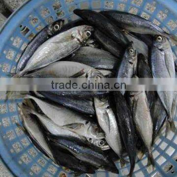 Frozen Horse Mackerel price