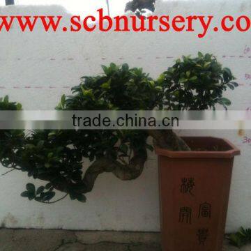 Ficus cascade 35cm Bonsai nursery wholesaler