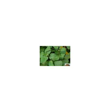 Lemon Balm Leaf Extract  lily@botanicalextraction.com