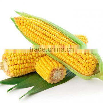 corn stick/corn cob grits