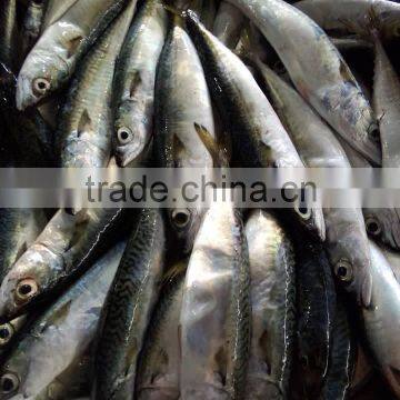 Frozen Good Quality Pacific Mackerel Fish Sea Frozen