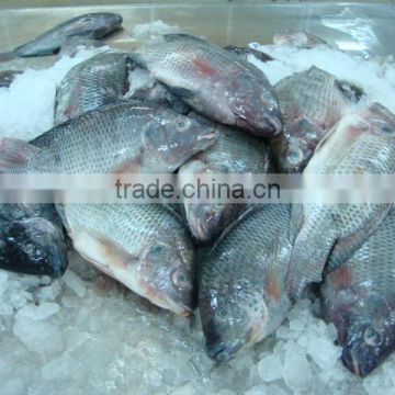 FROZEN WHOLE ROUND TILAPIA