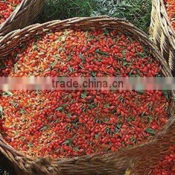 Dried fruit berries /sweet Goqi