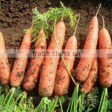 2014chinese fresh Carrot
