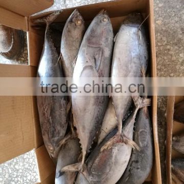 frozen bonito fish export, auxis thazard fish, China bonito seafrozen for market