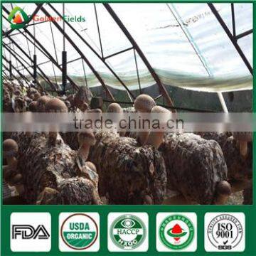 Bulk Supply Wholesale Price of Shiitake Mushroom Growing Log Bag Kit photo-6