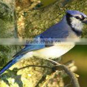 Blue Jay Perched Photo License Plate