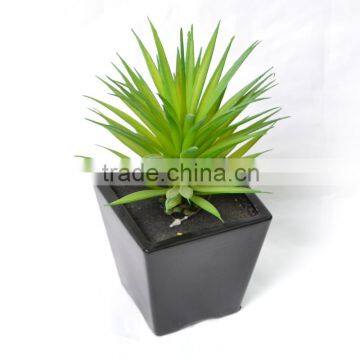 Attractive Succulent in black ceramic pot