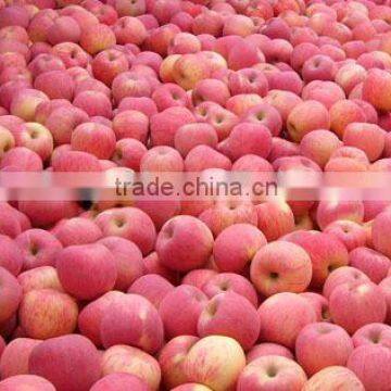 Yantai red fuji apple